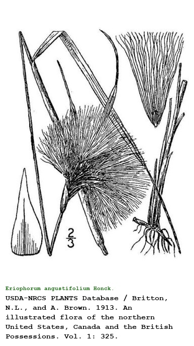 Eriophorum angustifolium Honck.